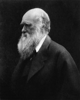 © Julia Margaret Cameron Charles Darwin