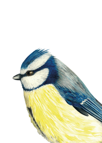 Blaumeise (Postkarte)